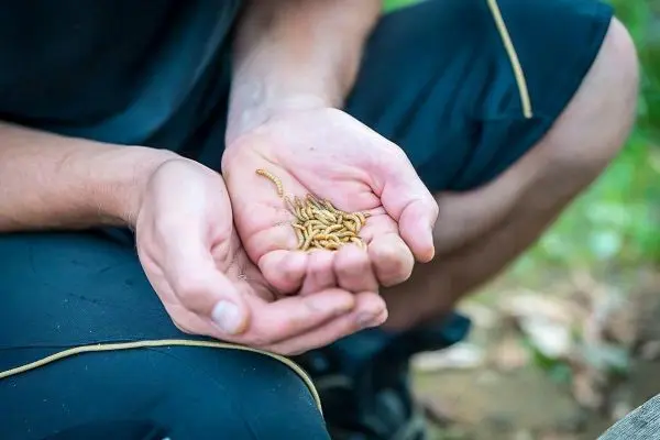 Hände halten mehrere essbare Insektenlarven in der offenen Hand