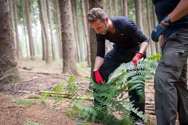 Mann hebt Farnblätter im Wald an, während ein anderer daneben steht