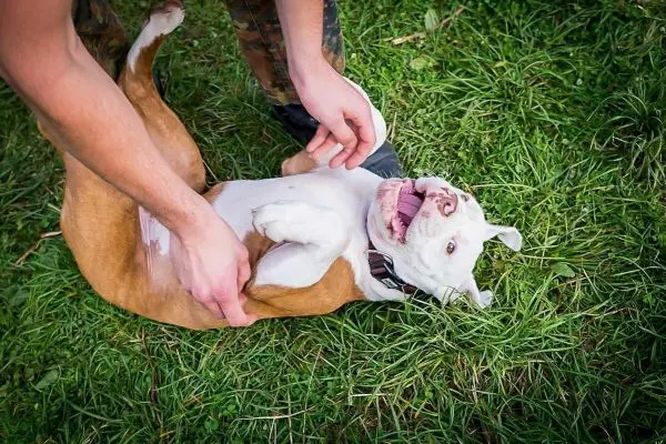 Hände streicheln einen Hund, der auf dem Rücken im Gras liegt