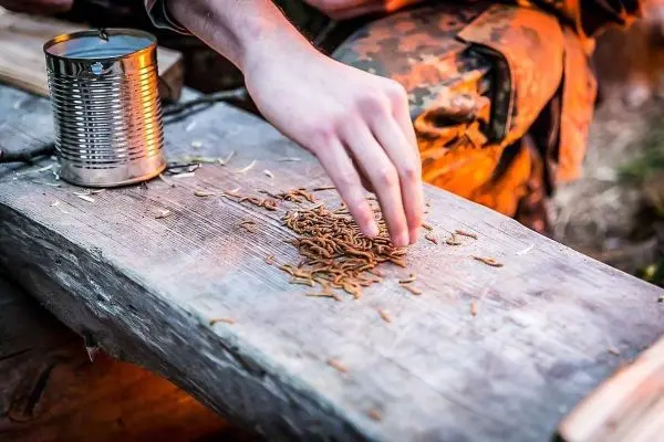 Hand greift nach Insekten auf einem Holzbrett neben einer Dose