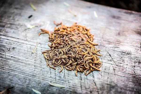 Haufen von kleinen, braunen Würmern auf einem Holzbrett