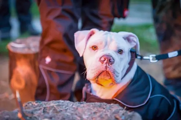 Hund in einem schwarzen Mantel sitzt neben einem kleinen Feuer