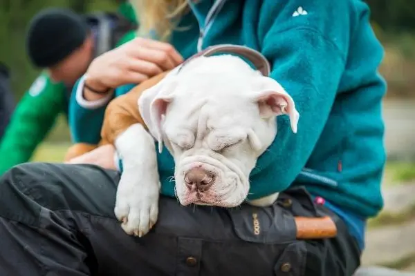 Hund liegt entspannt im Arm einer Person, die eine grüne Jacke trägt
