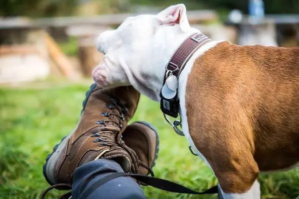 Hund schnüffelt an Wanderschuh auf grünem Gras
