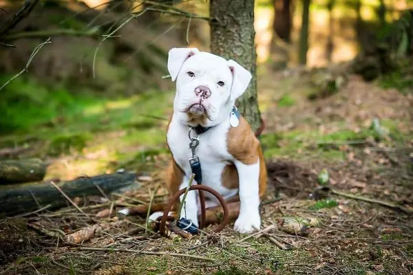 Hund sitzt an einem Baumstamm im Wald, mit Leine und Halsband