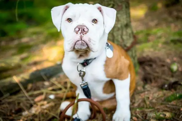 Hund sitzt auf dem Boden zwischen Bäumen und Laub