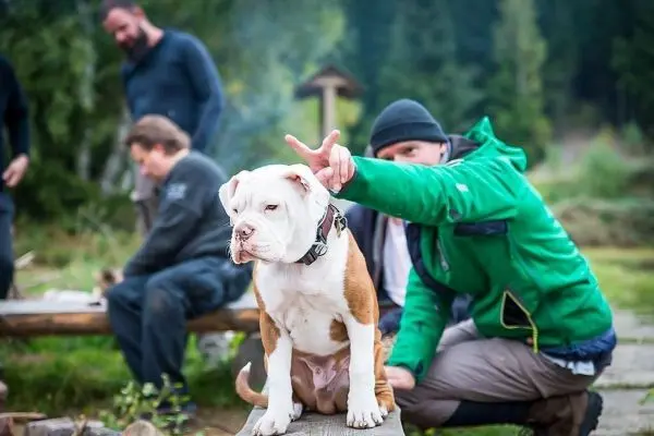 Hund sitzt auf einer Bank, während Personen im Hintergrund stehen