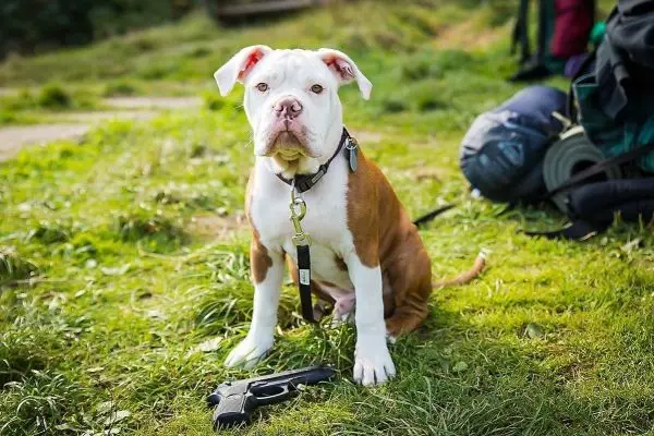 Hund sitzt auf Gras neben einer schwarzen Pistole und Rucksack