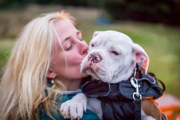 Küssen einer weißen Bulldogge, die in den Armen gehalten wird