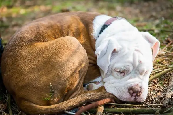 Schlafender Hund liegt auf dem Boden zwischen Ästen und Gras