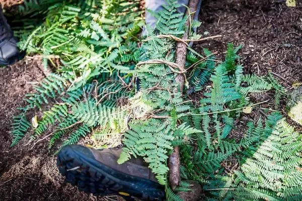 Selbstgebaute Trage aus Ästen und Farnen auf dem Boden