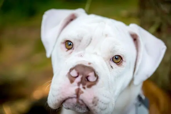 Weißer Hund mit braunen Flecken und aufmerksamem Blick