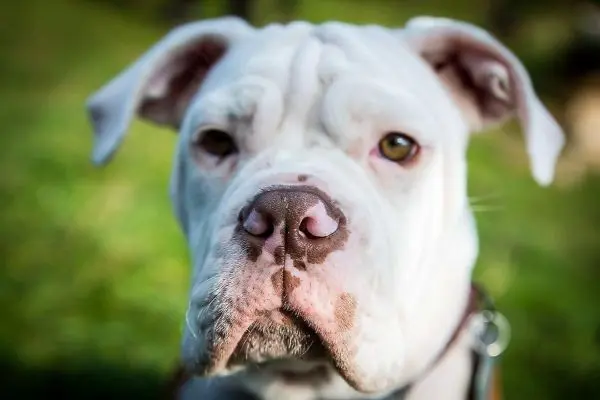 Weißer Hund mit kurzen Ohren und braunen Augen im Fokus