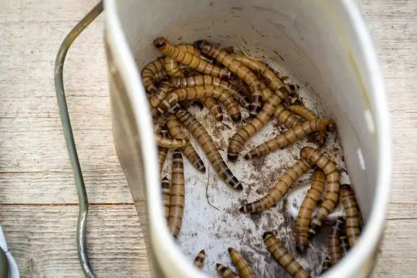 Behälter mit mehreren essbaren Insektenlarven auf Holzuntergrund