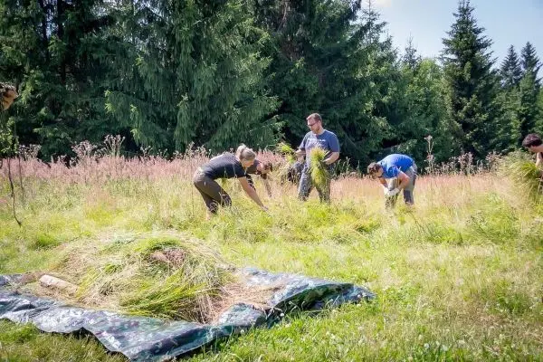Gras wird von mehreren Personen in einer Wiese gesammelt und auf einem Tarp abgelegt