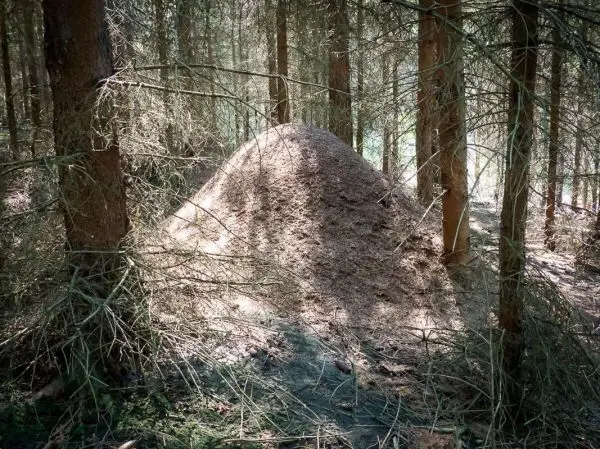 Hügel aus Erde und Nadeln im Wald zwischen Bäumen sichtbar