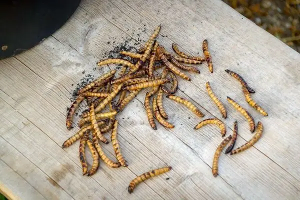 Rösten von Insekten auf einem Holzbrett zur Nahrungszubereitung