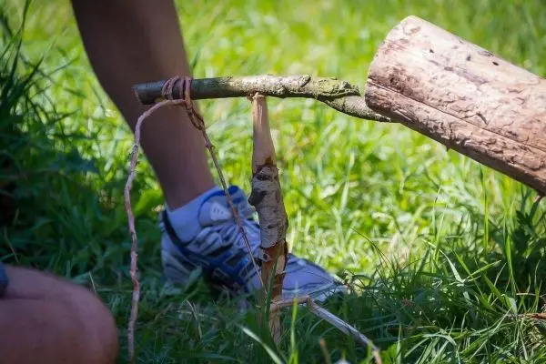 Schlagfalle (Figure-Four-Falle) mit Holzstück und Schnur im Gras aufgebaut
