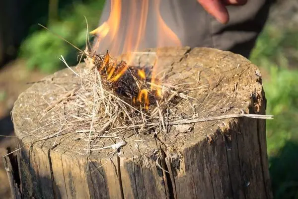 Zunder glimmt auf einem Baumstumpf, kleine Flamme sichtbar