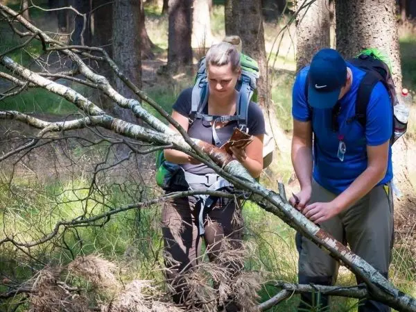 Zwei Personen untersuchen Äste im Wald, eine hält ein Messer in der Hand