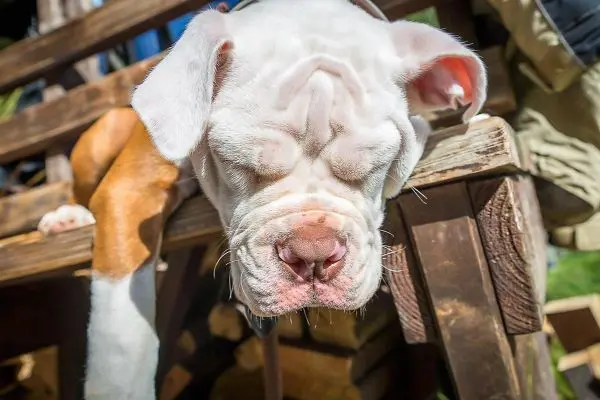Ein Hund mit geschlossenen Augen liegt entspannt auf einer Holzstruktur