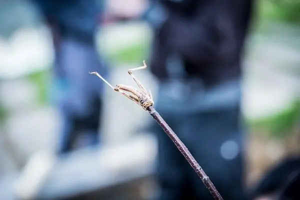 Grashüpfer sitzt auf einem dünnen Stock in unscharfem Hintergrund