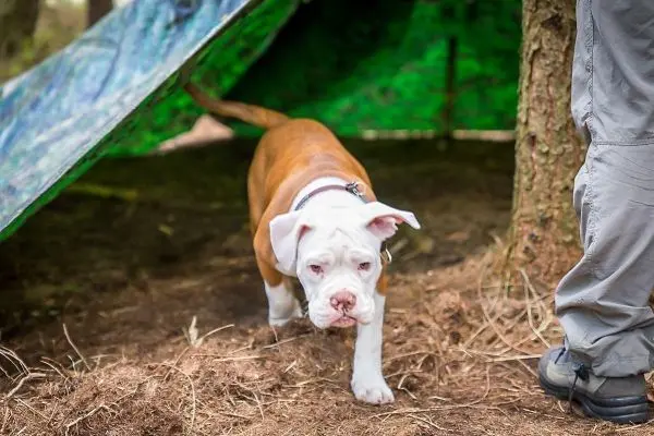 Hund läuft unter einer Tarp-Notunterkunft entlang des Bodens