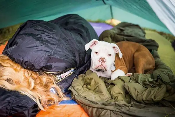 Hund liegt auf einer Isomatte in einem Tarp-Notunterkunft
