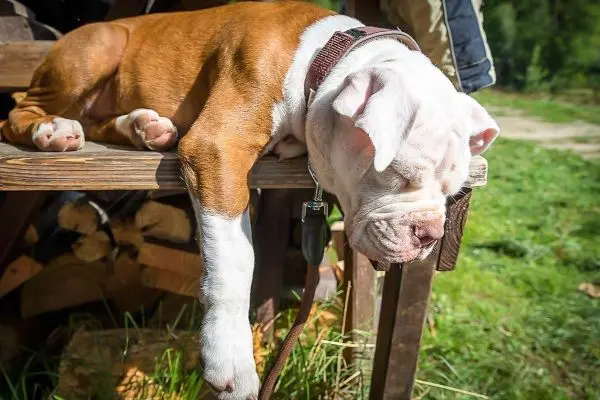 Hund liegt entspannt auf einer Holzbank mit herunterhängendem Kopf
