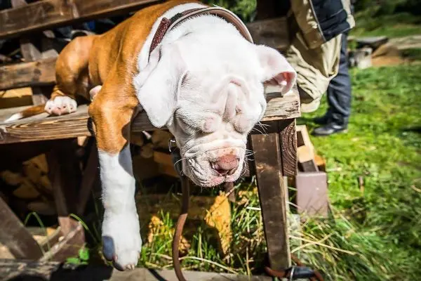 Hund liegt mit hängendem Kopf auf einer Holzbank