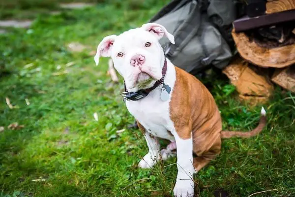 Hund sitzt auf grünem Gras neben Holzstapel und Rucksack