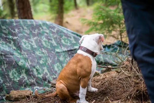 Hund sitzt vor einer camouflagierten Tarp-Notunterkunft im Wald