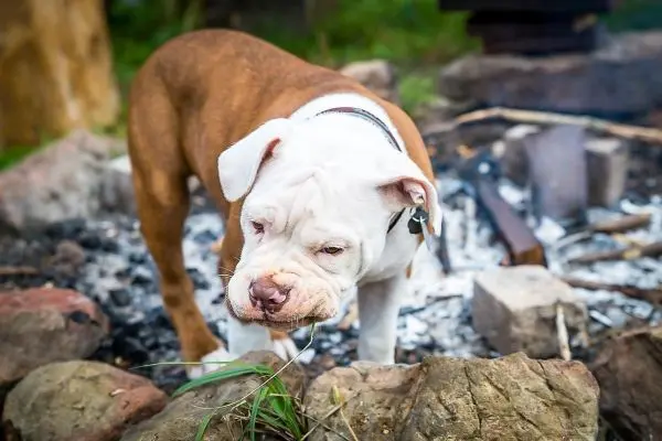 Hund steht neben einem Lagerfeuer auf Steinen