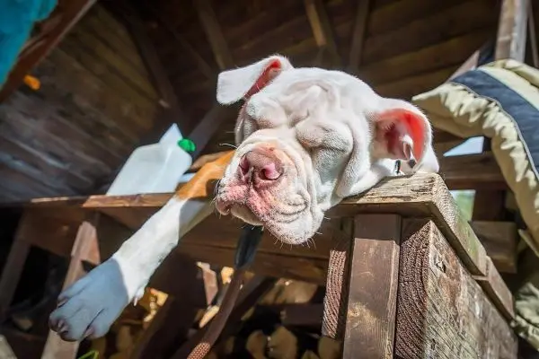 Schlafender Hund mit hängendem Kopf auf einer Holzbank