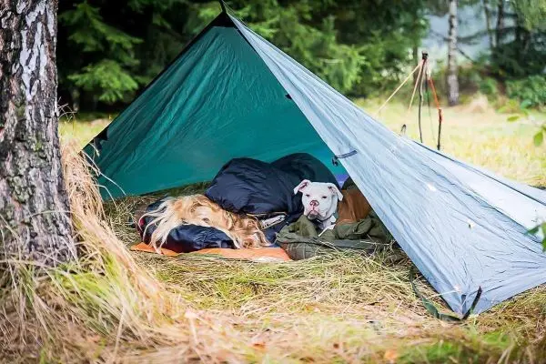 Tarp-Notunterkunft mit Schlafsäcken und einem Hund im Inneren