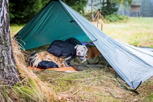 Tarp-Notunterkunft mit Schlafsäcken und zwei Hunden im Inneren