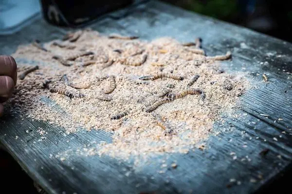 Holzbrett mit Sägespänen und mehreren Insektenlarven darauf