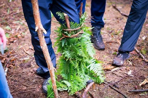 Improvisierte Beinbandage aus Farn und Ästen um ein Bein gewickelt