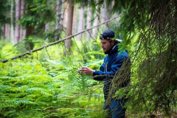 Person untersucht ein Farnblatt im Wald