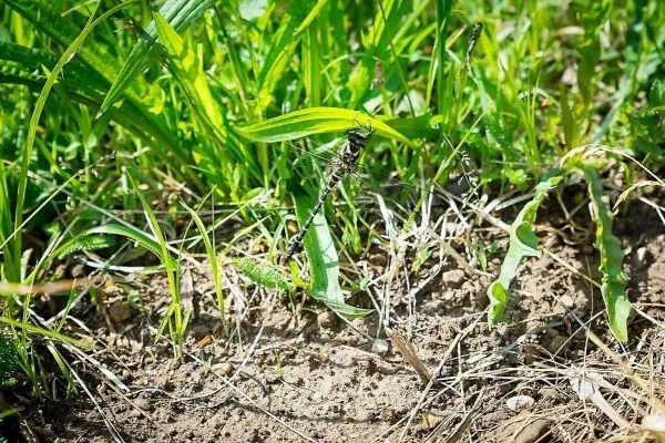 Schwarze Libelle sitzt auf einem grünen Blatt in der Wiese
