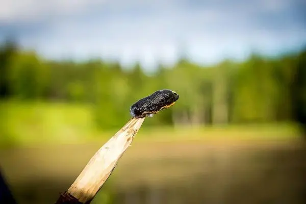 Schwarze Substanz auf einem Holzstock vor grüner Landschaft