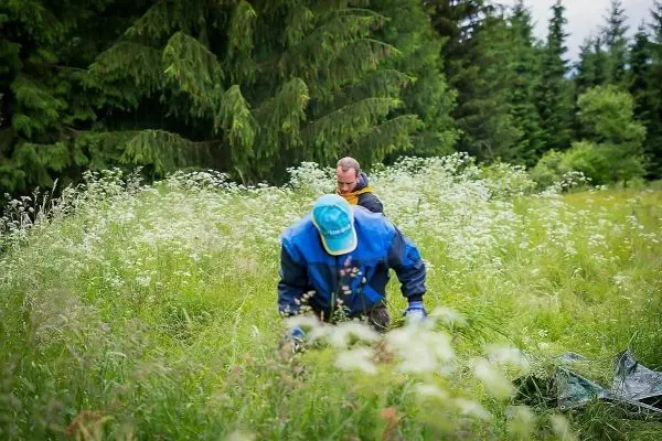 Zwei Personen arbeiten im hohen Gras und sammeln Pflanzen