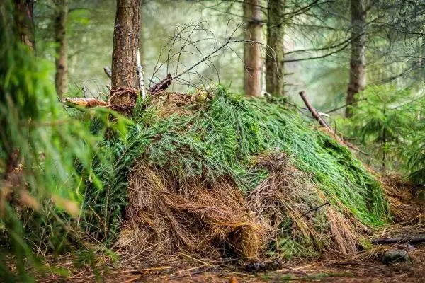 Selbstgebaute Tarp-Notunterkunft aus Ästen und Nadelzweigen im Wald