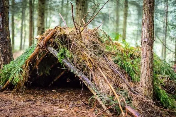 Tarp-Notunterkunft aus Ästen und Laub zwischen Bäumen im Wald