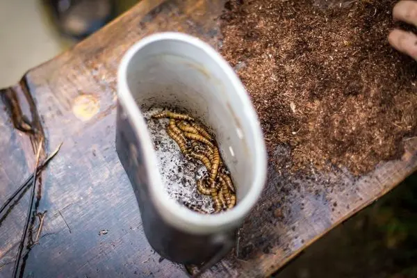 Wurmproben in einem Behälter auf einer Holzoberfläche neben Erde