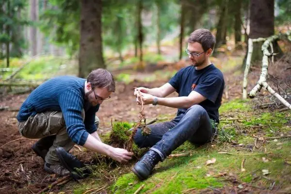 Zwei Personen bearbeiten den Boden im Wald, um Pflanzenmaterial zu sammeln