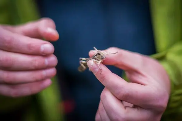 Hände halten eine Grille, während sie betrachtet wird