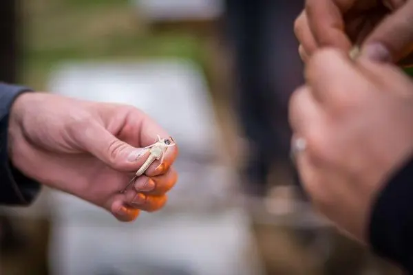 Hände halten einen kleinen Fisch, während eine andere Hand eine Schnur vorbereitet