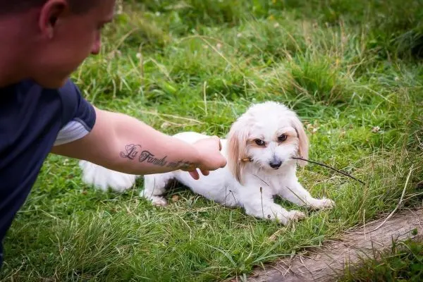 Hund hält einen Stock im Maul, während eine Hand danach greift