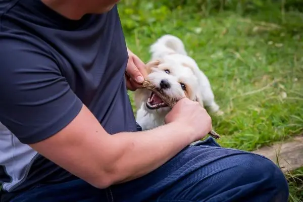 Mann spielt mit einem Welpen, der an einem Stock zieht